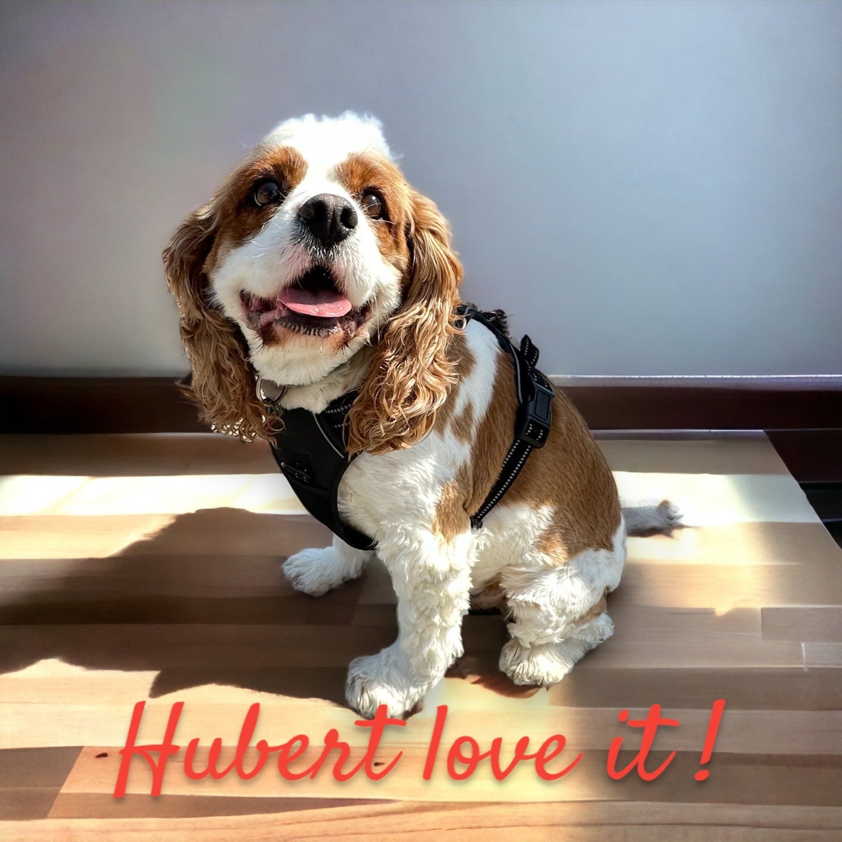 Harnais Chien Anti Traction Ajustable | Confort & Sécurité – Livraison Rapide